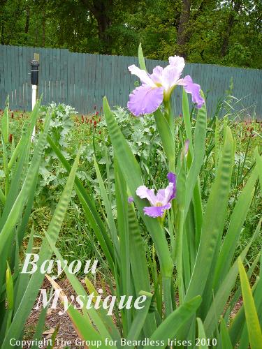 Bayou Mystique (2)
